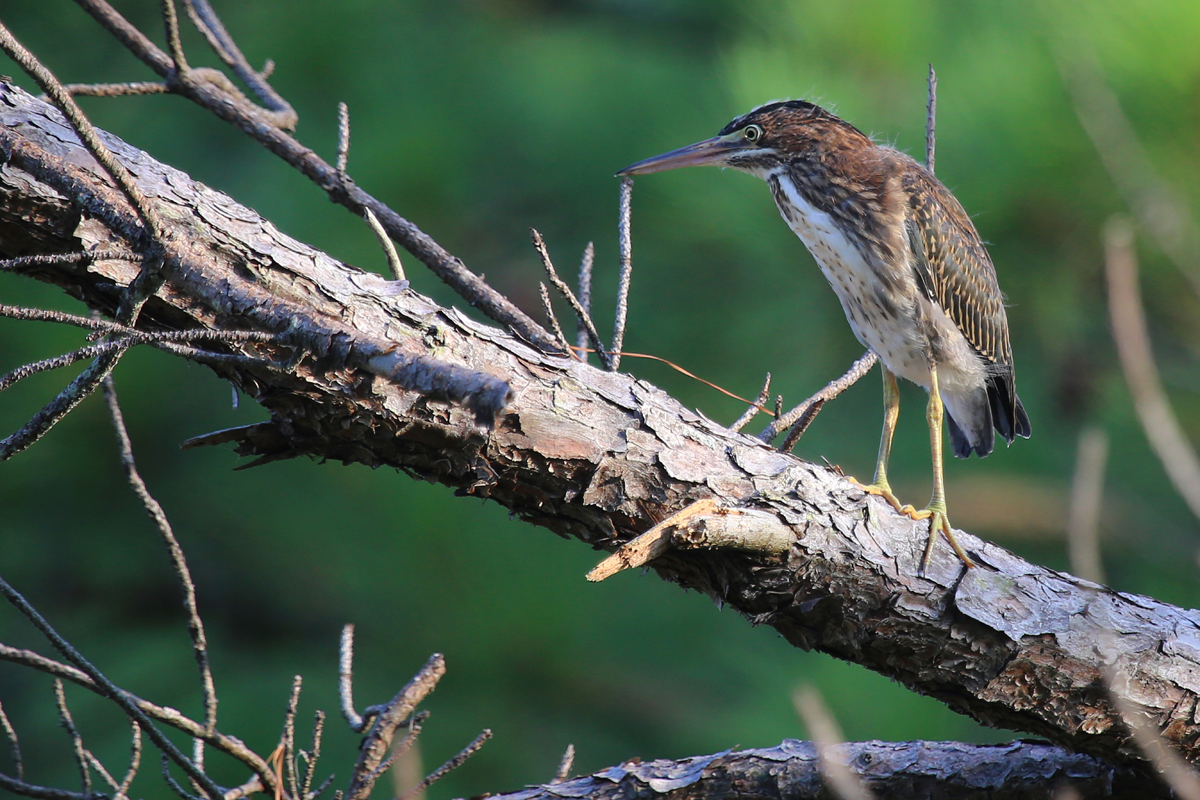 Green Heron / 23 Jul / Pleasure House Point NA