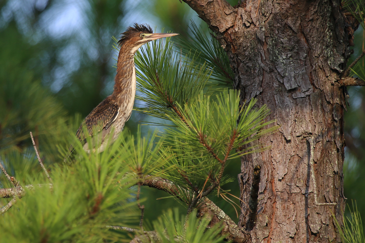 Green Heron / 23 Jul / Pleasure House Point NA