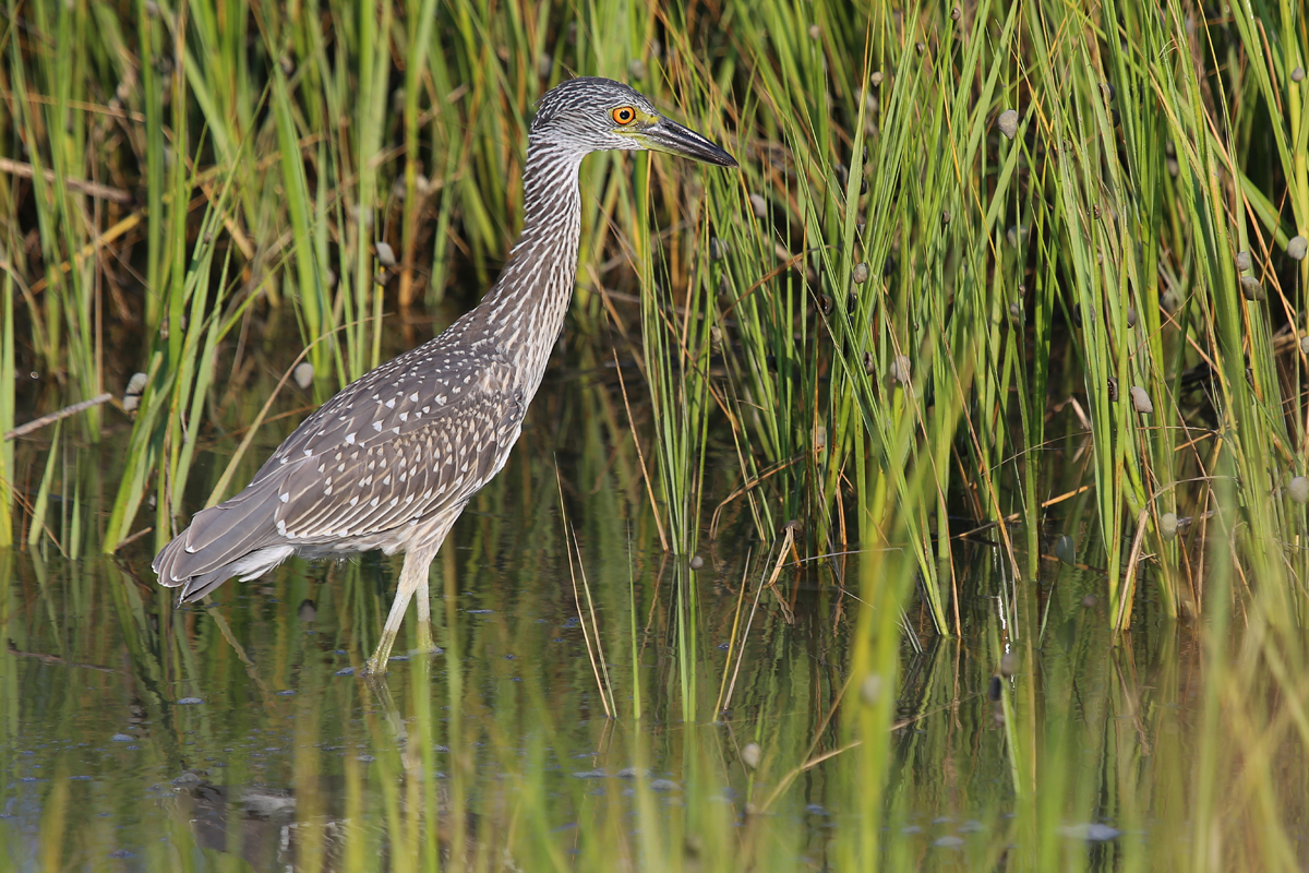 Yellow-crowned Night-Heron / 23 Jul / Pleasure House Point NA