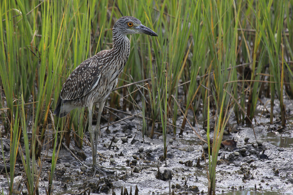 Yellow-crowned Night-Heron / 27 Jul / Pleasure House Point NA