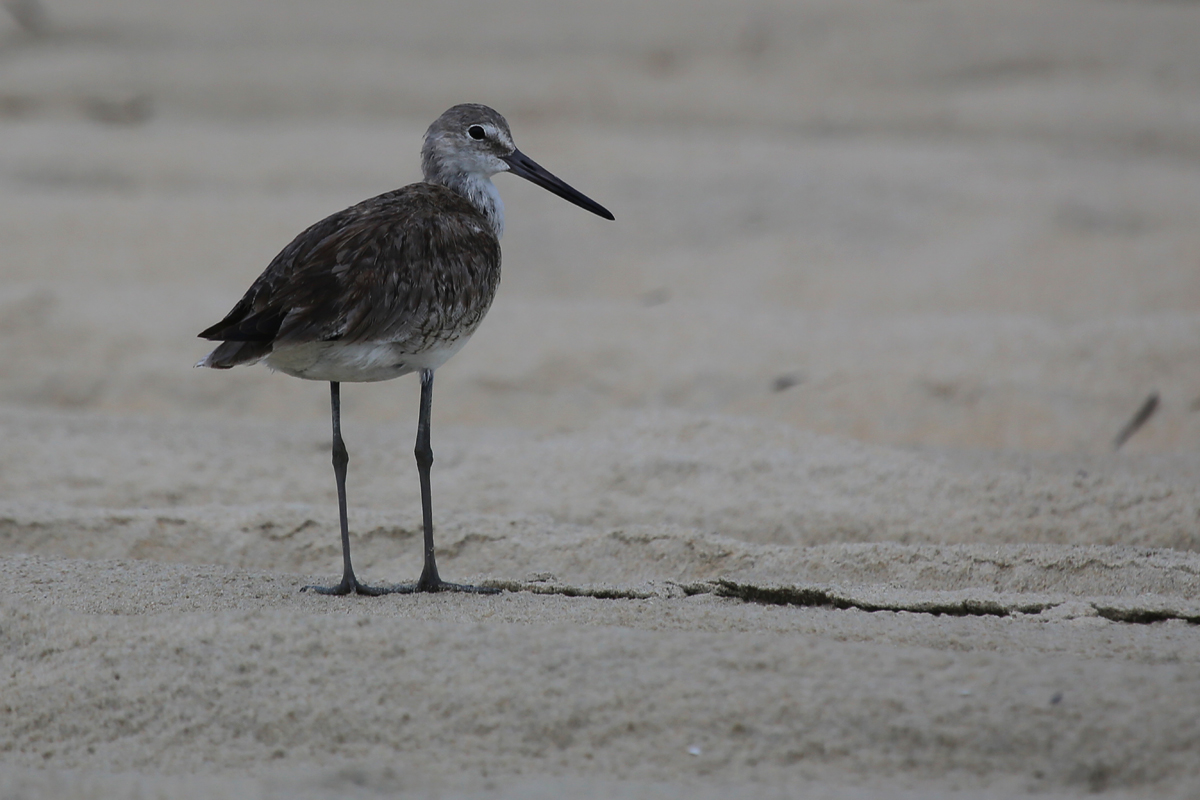 Willet / 28 Jul / Back Bay NWR