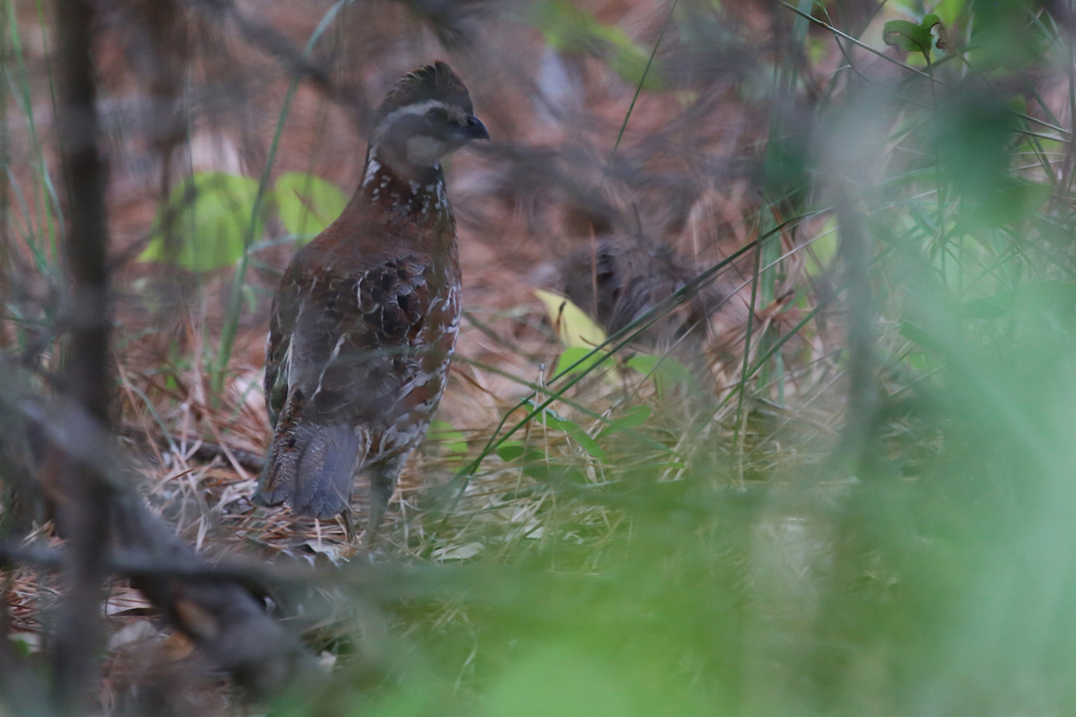 Northern Bobwhite / 27 Jul / Pleasure House Point NA