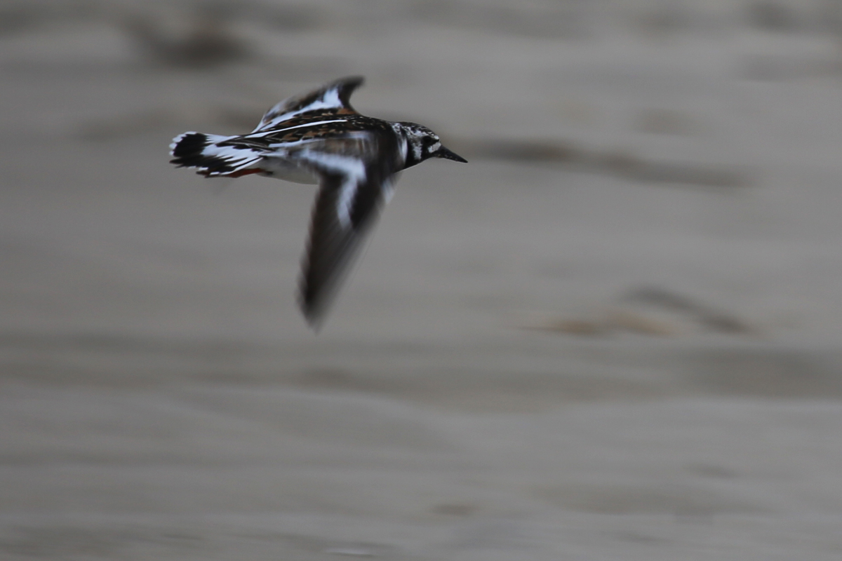 Ruddy Turnstone / 28 Jul / Back Bay NWR