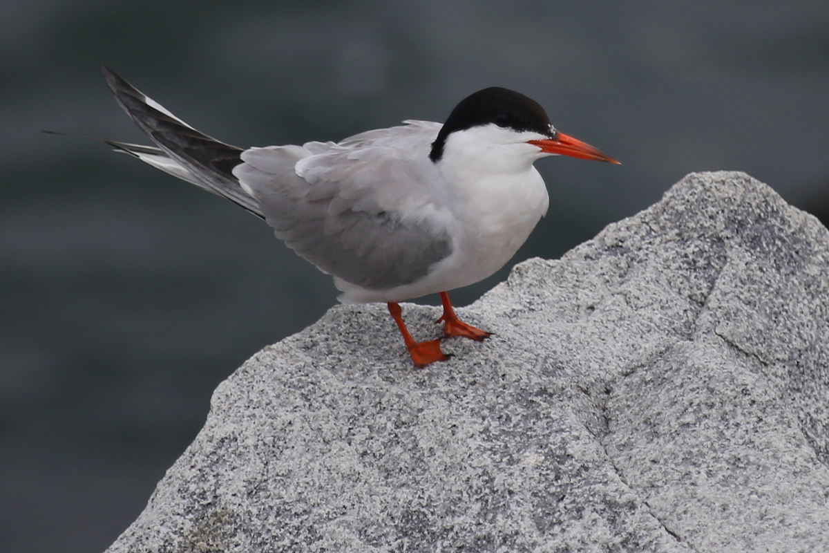 Common Tern / 29 Jul / South Thimble Island