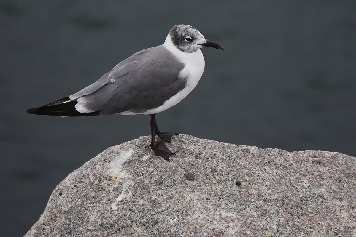 Laughing Gull / 29 Jul / South Thimble Island