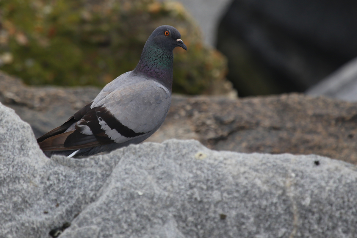 Rock Pigeon / 29 Jul / South Thimble Island