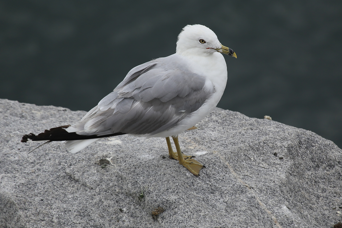 Ring-billed Gull / 29 Jul / South Thimble Island