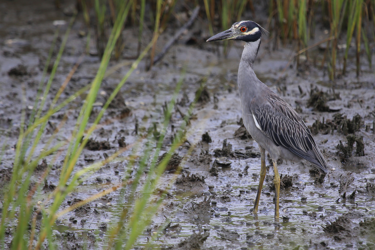 Yellow-crowned Night-Heron / 29 Jul / Pleasure House Point NA