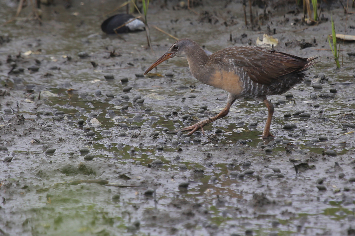 Clapper Rail / 29 Jul / Pleasure House Point NA