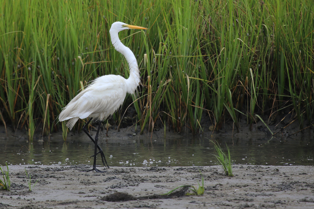 Great Egret / 29 Jul / Pleasure House Point NA