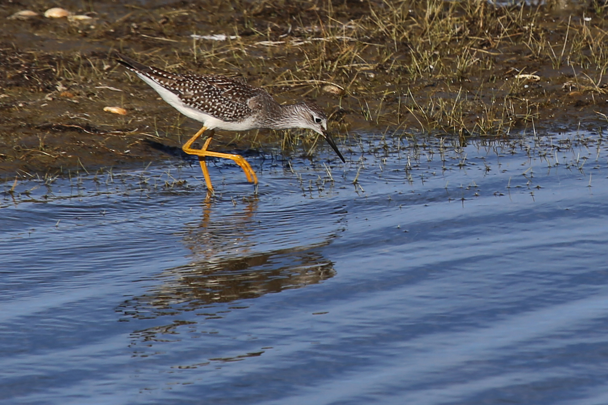 Lesser Yellowlegs / 4 Aug / BacK Bay NWR