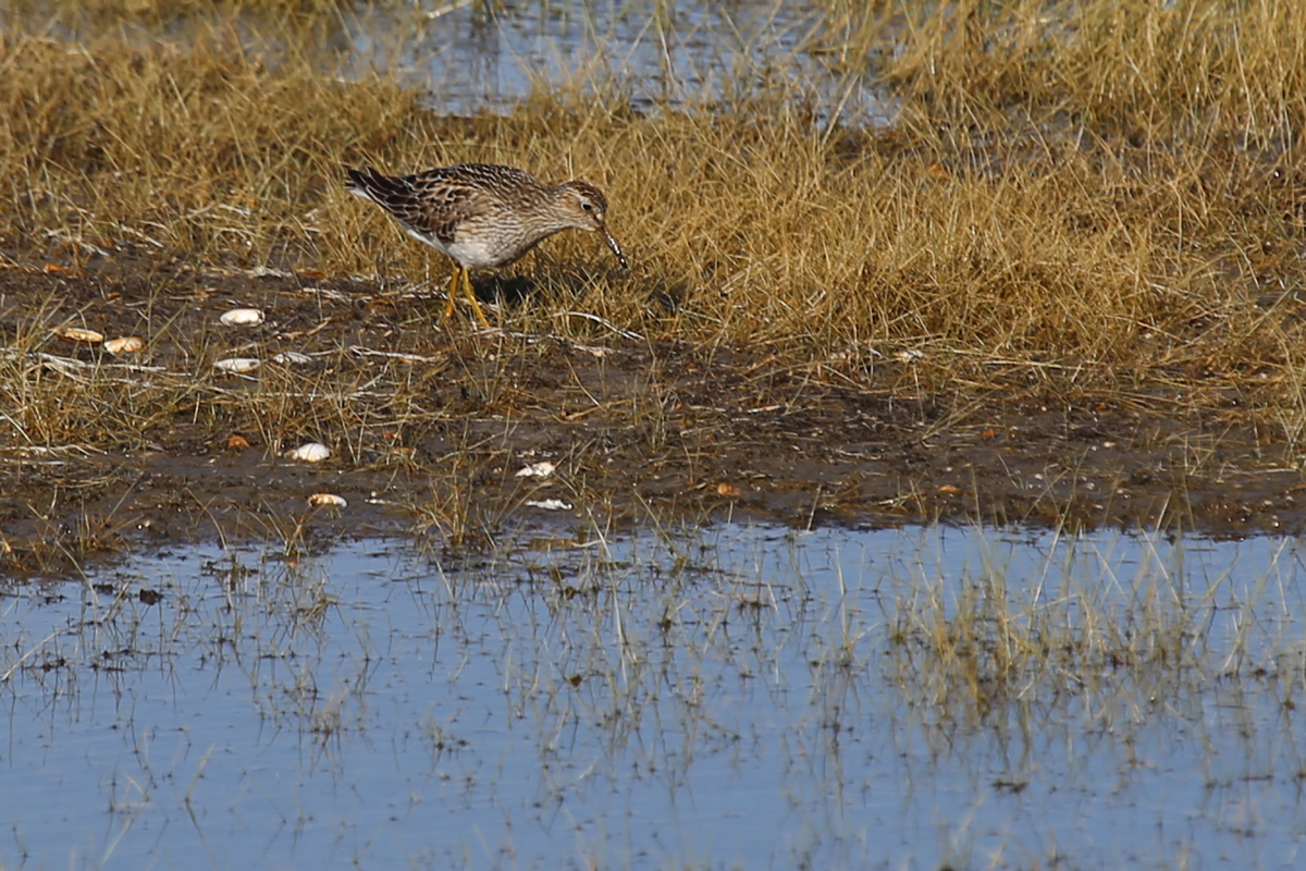 Pectoral Sandpiper / 4 Aug / BacK Bay NWR