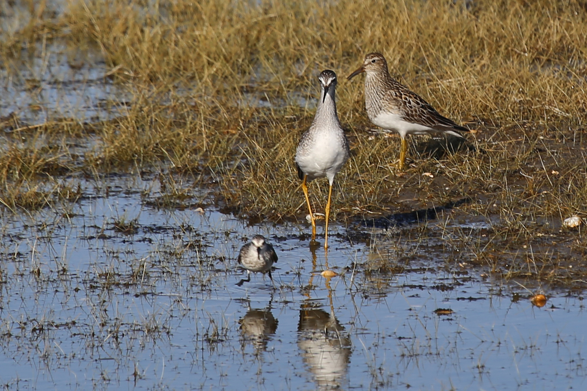 Semipalmated Sandpiper, Lesser Yellowlegs & Pectoral Sandpiper / 4 Aug / BacK Bay NWR