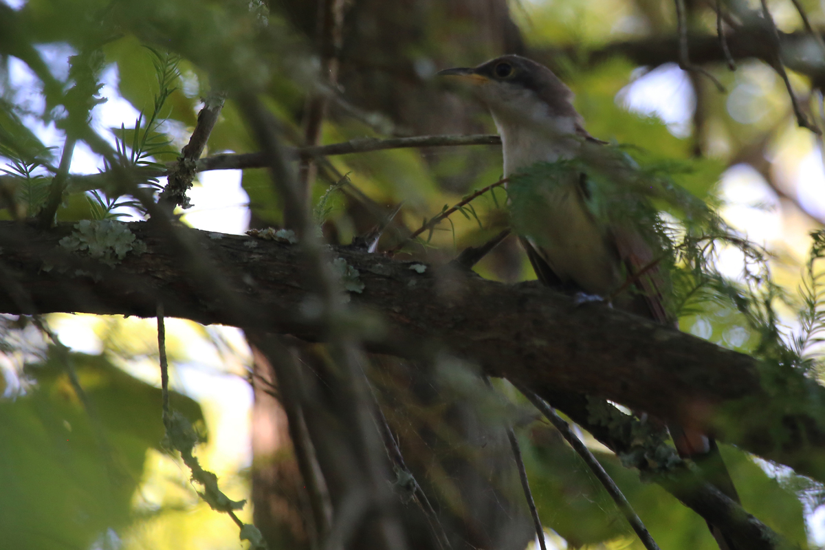 Yellow-billed Cuckoo / 6 Aug / BacK Bay NWR