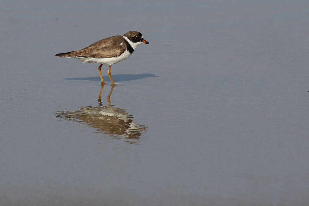 Semipalmated Plover / 9 Aug / BacK Bay NWR