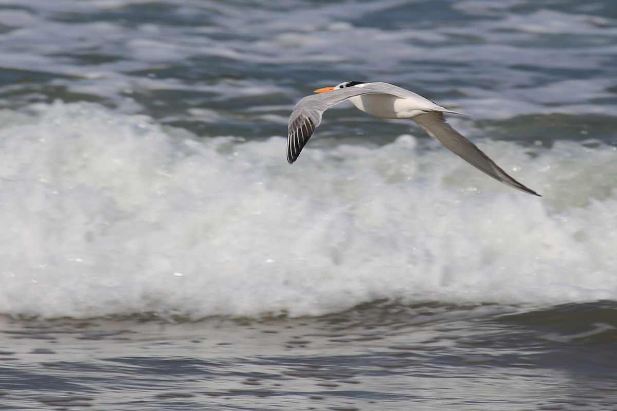 Royal Tern / 9 Aug / BacK Bay NWR