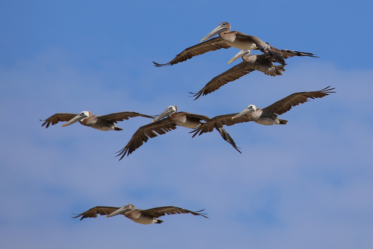 Brown Pelicans / 9 Aug / BacK Bay NWR