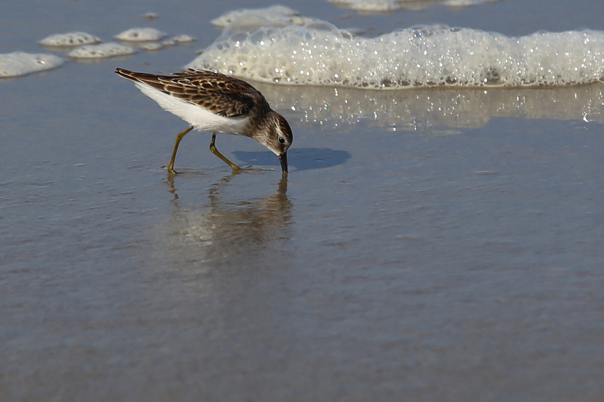 Least Sandpiper / 9 Aug / BacK Bay NWR