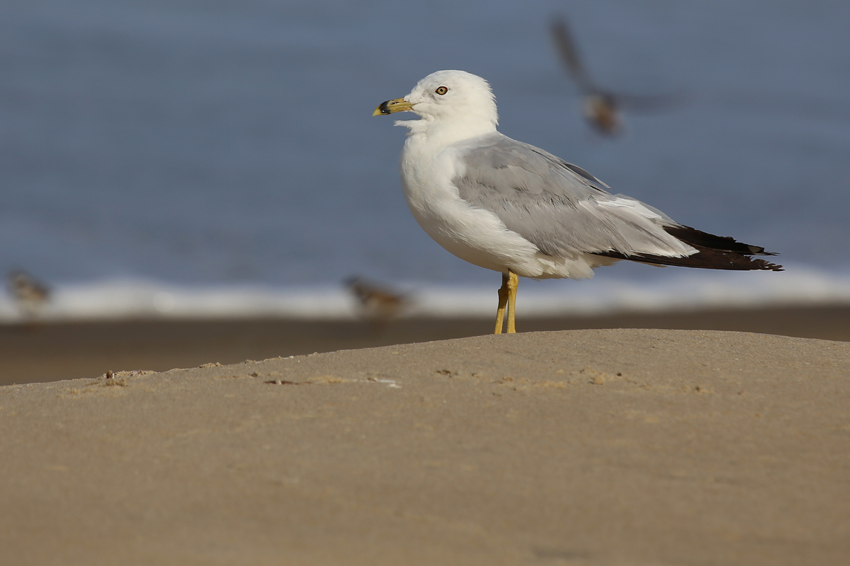 Ring-billed Gull / 9 Aug / BacK Bay NWR