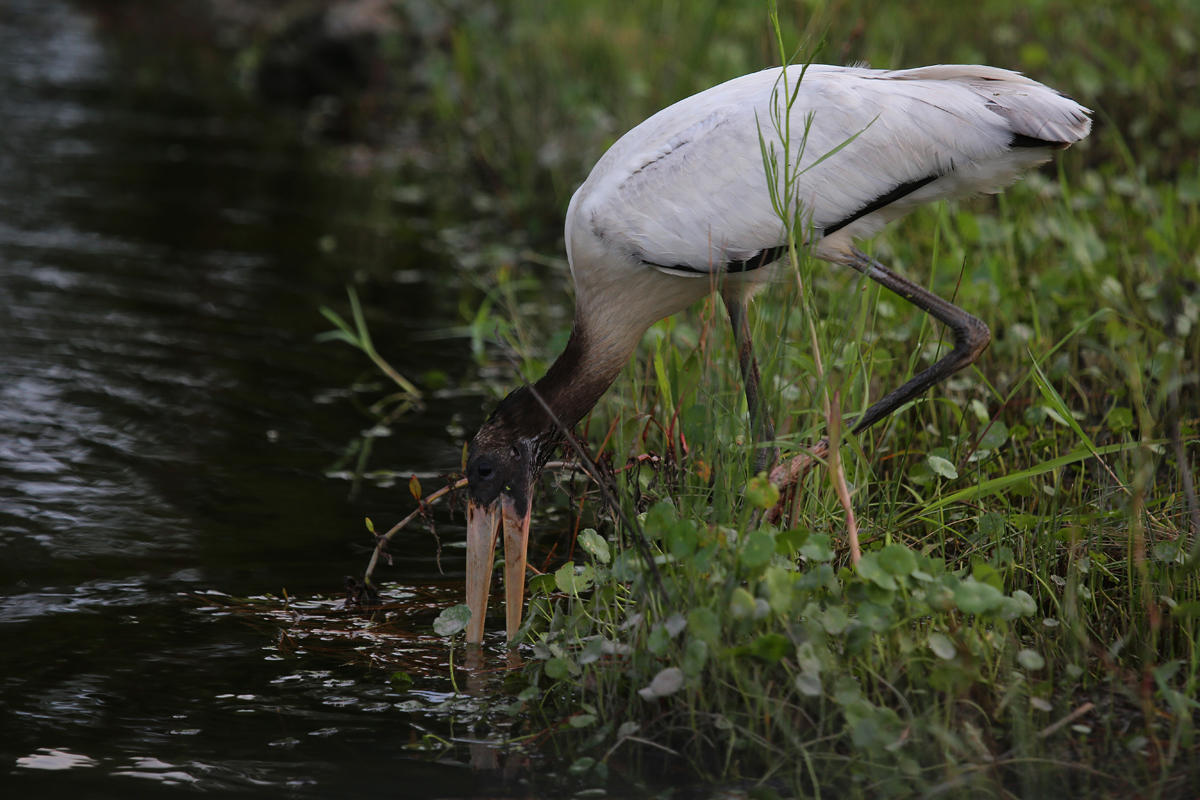 Wood Stork / 9 Aug / Pleasant Ridge Rd.