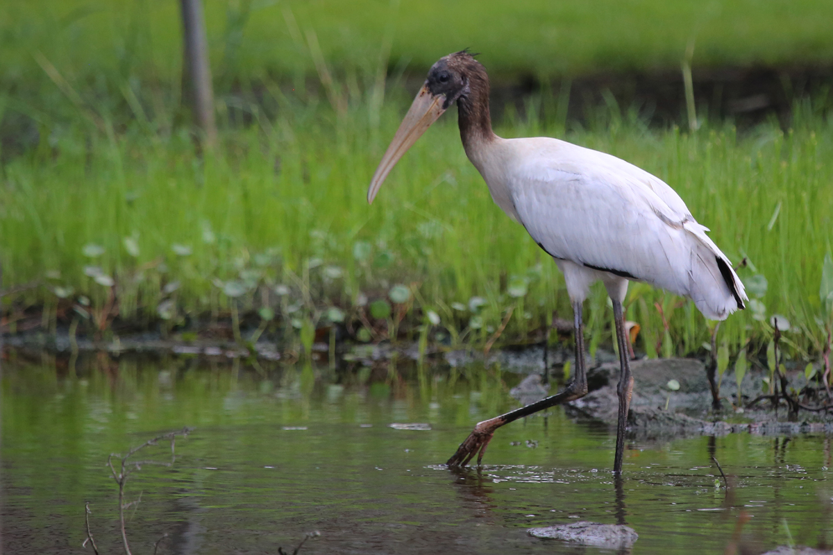 Wood Stork / 9 Aug / Pleasant Ridge Rd.