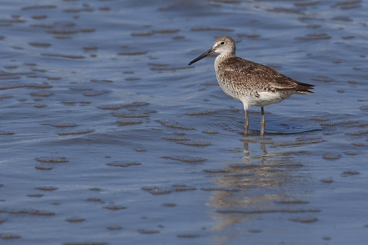 Willet / 10 Aug / Back Bay NWR