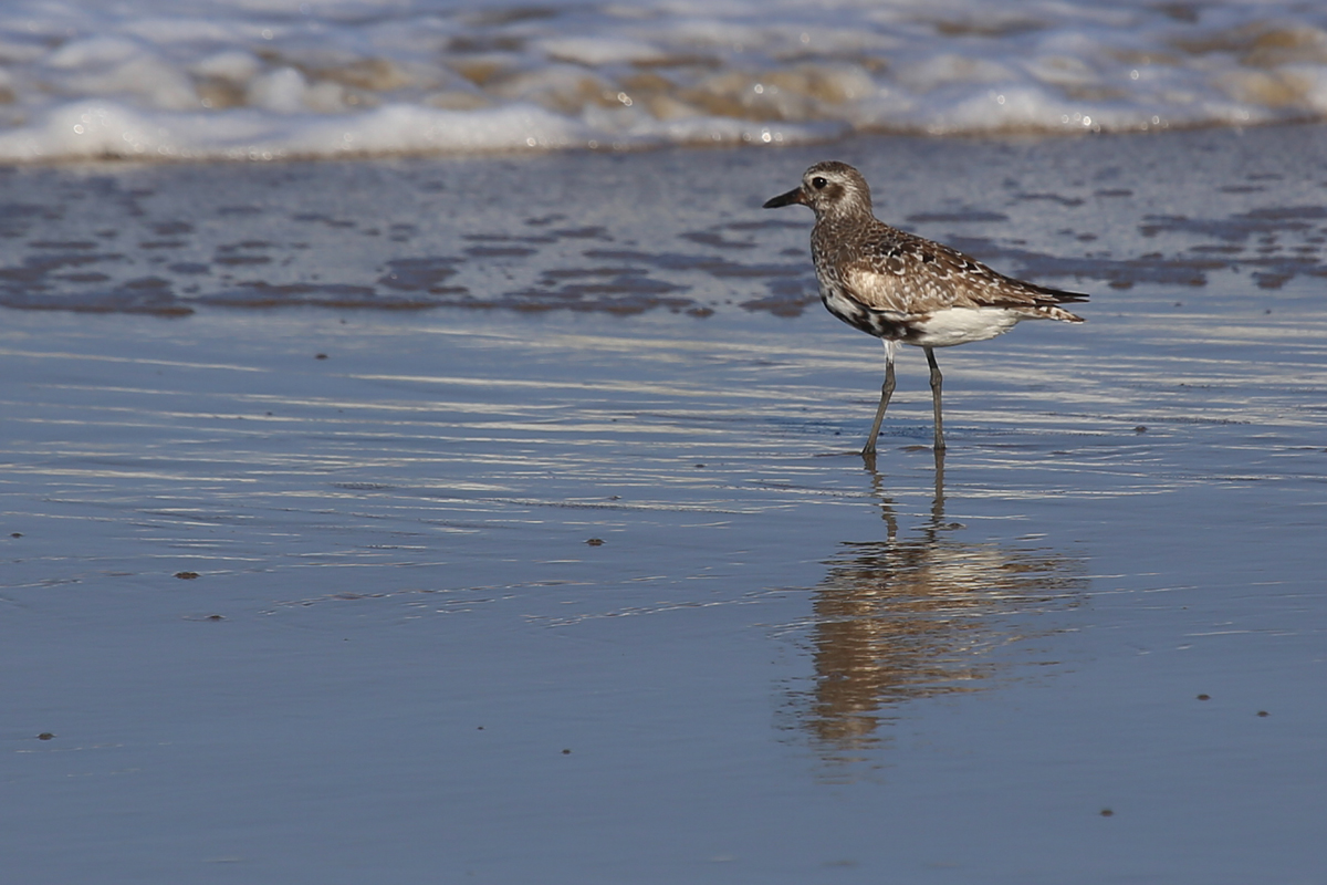 Black-bellied Plover / 10 Aug / Back Bay NWR