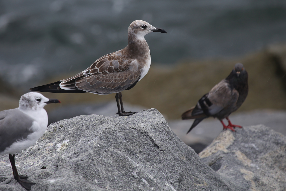 Laughing Gulls & Rock Pigeon / 12 Aug / South Thimble Island