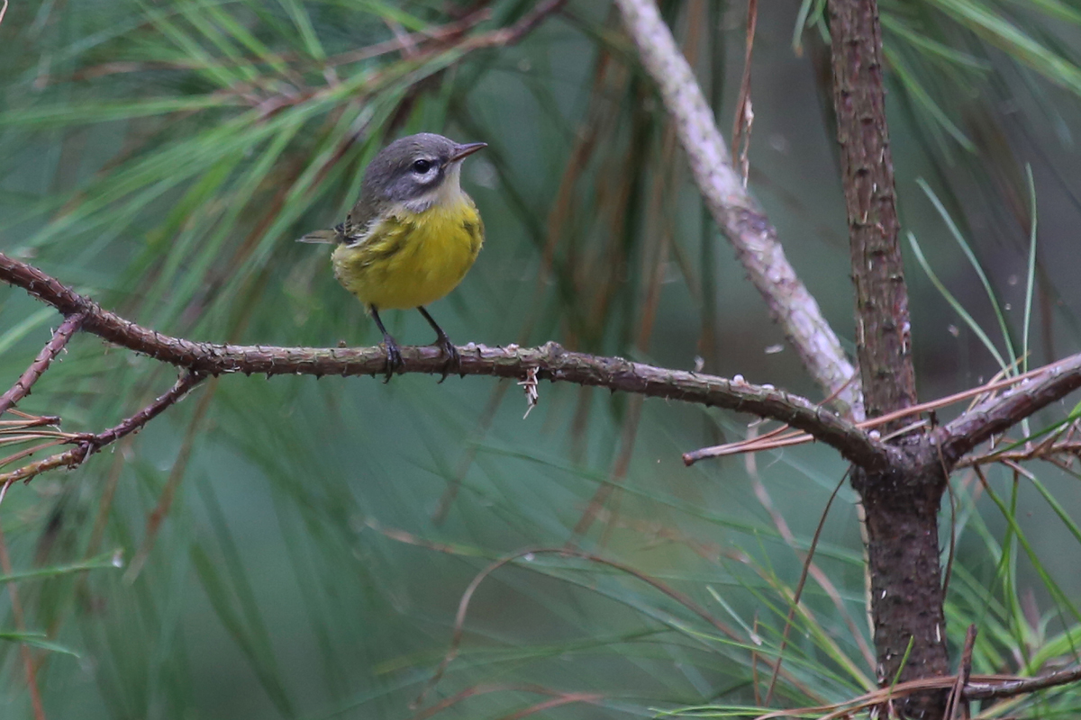 Prairie Warbler / 13 Aug / Back Bay NWR