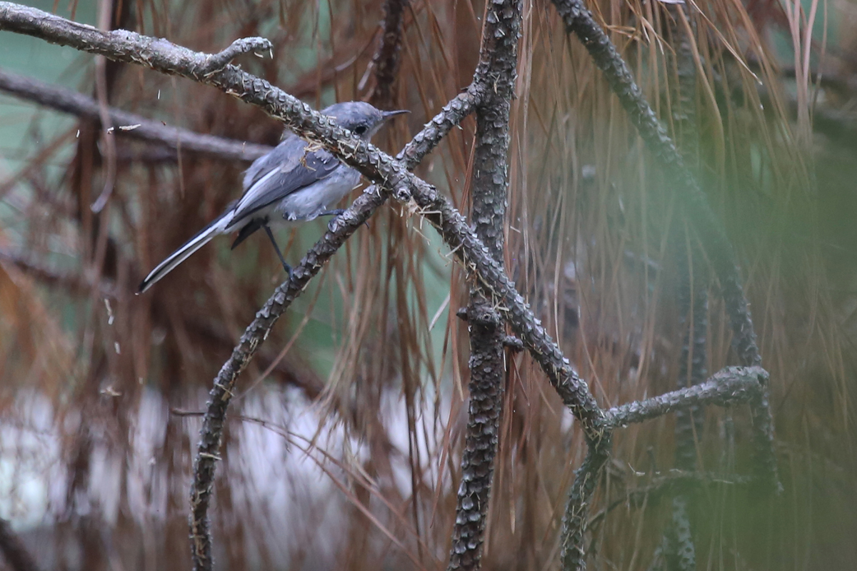 Blue-gray Gnatcatcher / 13 Aug / Back Bay NWR