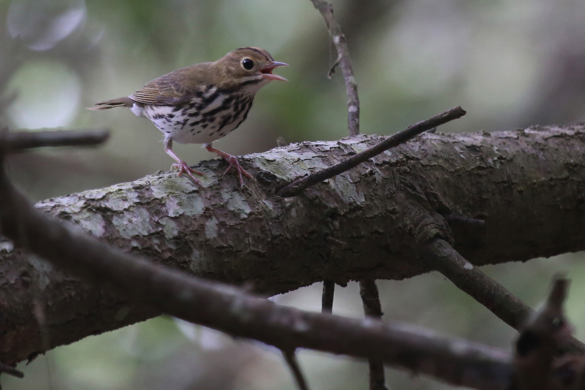 Ovenbird / 13 Aug / Back Bay NWR