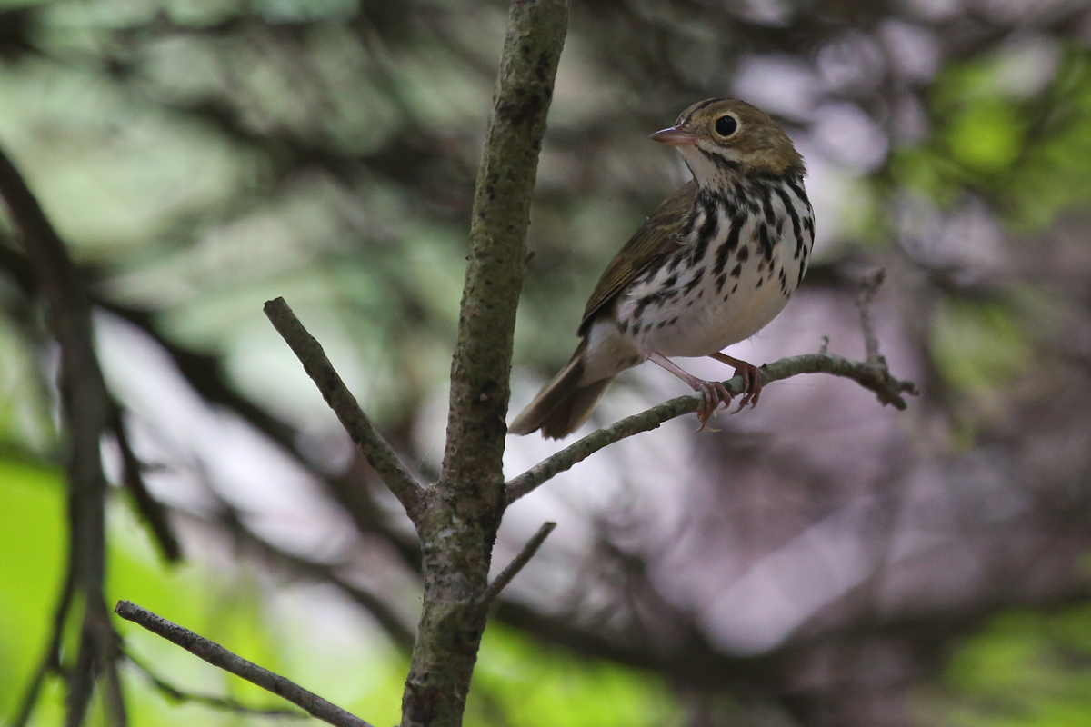 Ovenbird / 13 Aug / Back Bay NWR