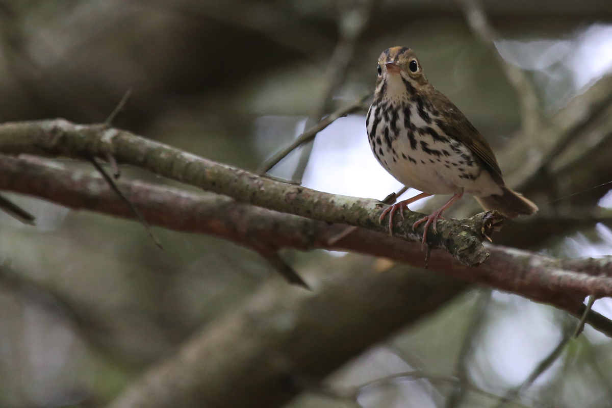 Ovenbird / 13 Aug / Back Bay NWR