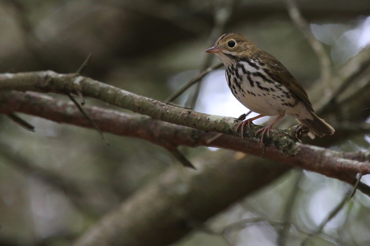 Ovenbird / 13 Aug / Back Bay NWR