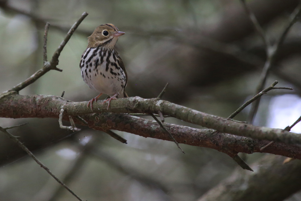 Ovenbird / 13 Aug / Back Bay NWR