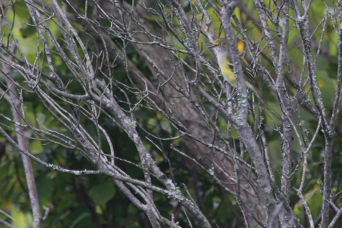 White-eyed Vireo / 13 Aug / Back Bay NWR