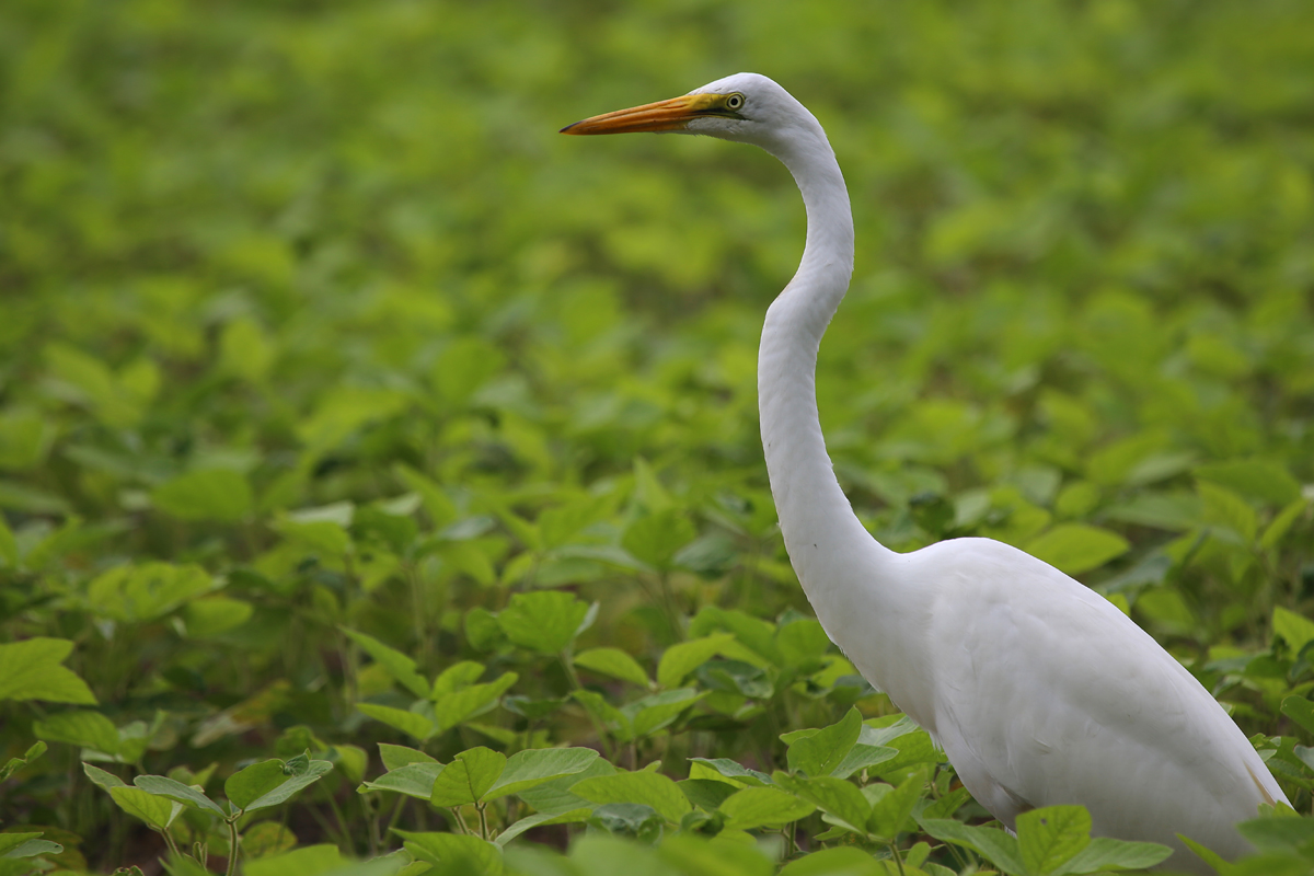 Great Egret / 13 Aug / Muddy Creek Rd.