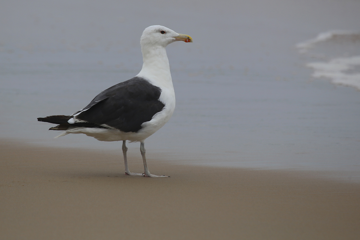 Great Black-backed Gull / 13 Aug / Back Bay NWR