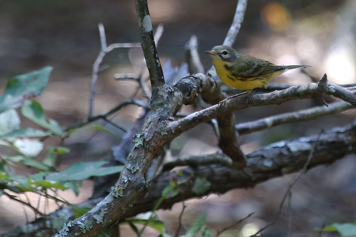 Prairie Warbler / 19 Aug / Back Bay NWR