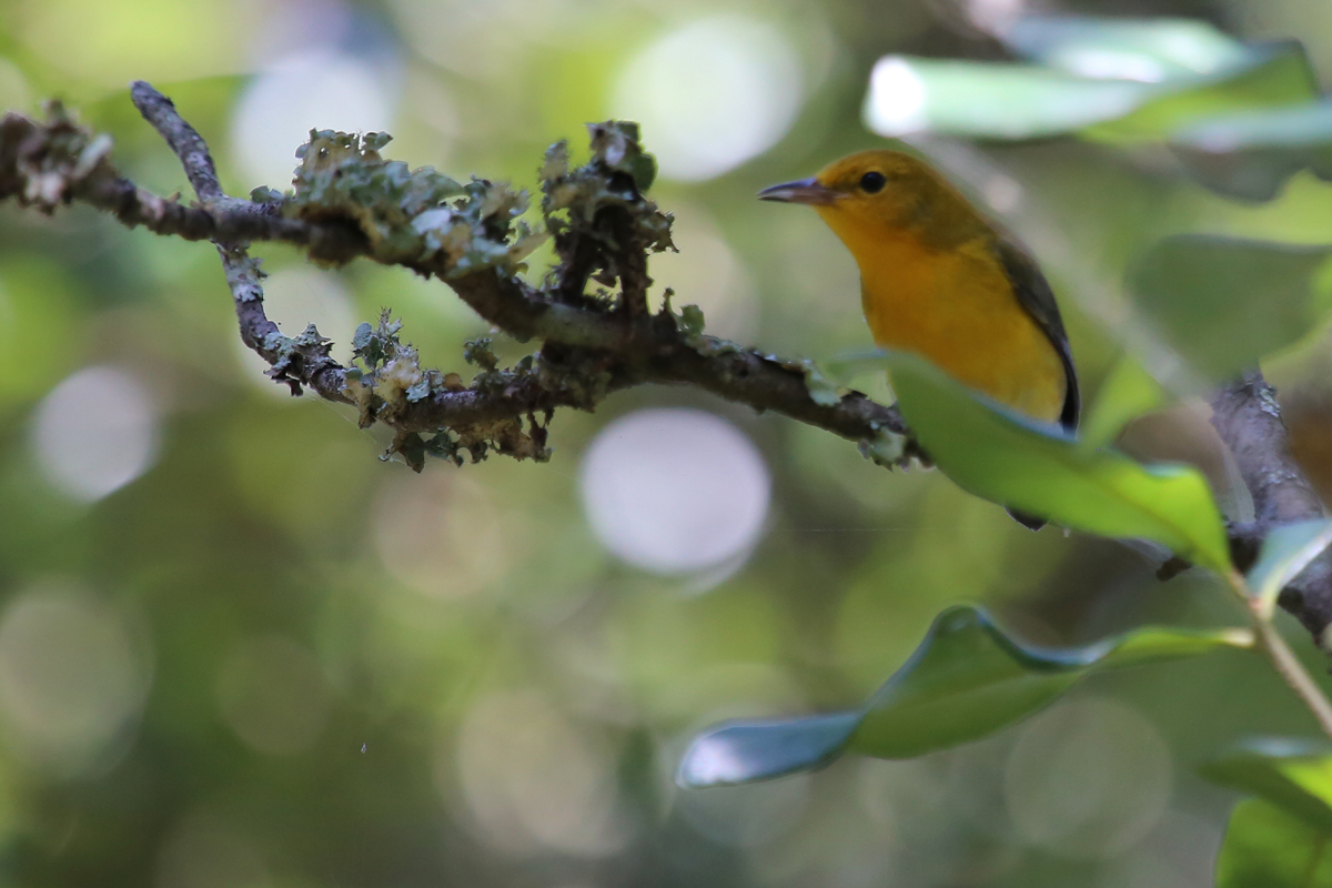  Prothonotary Warbler / 19 Aug / Back Bay NWR