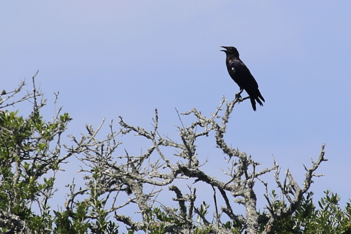 American Crow / 19 Aug / Back Bay NWR