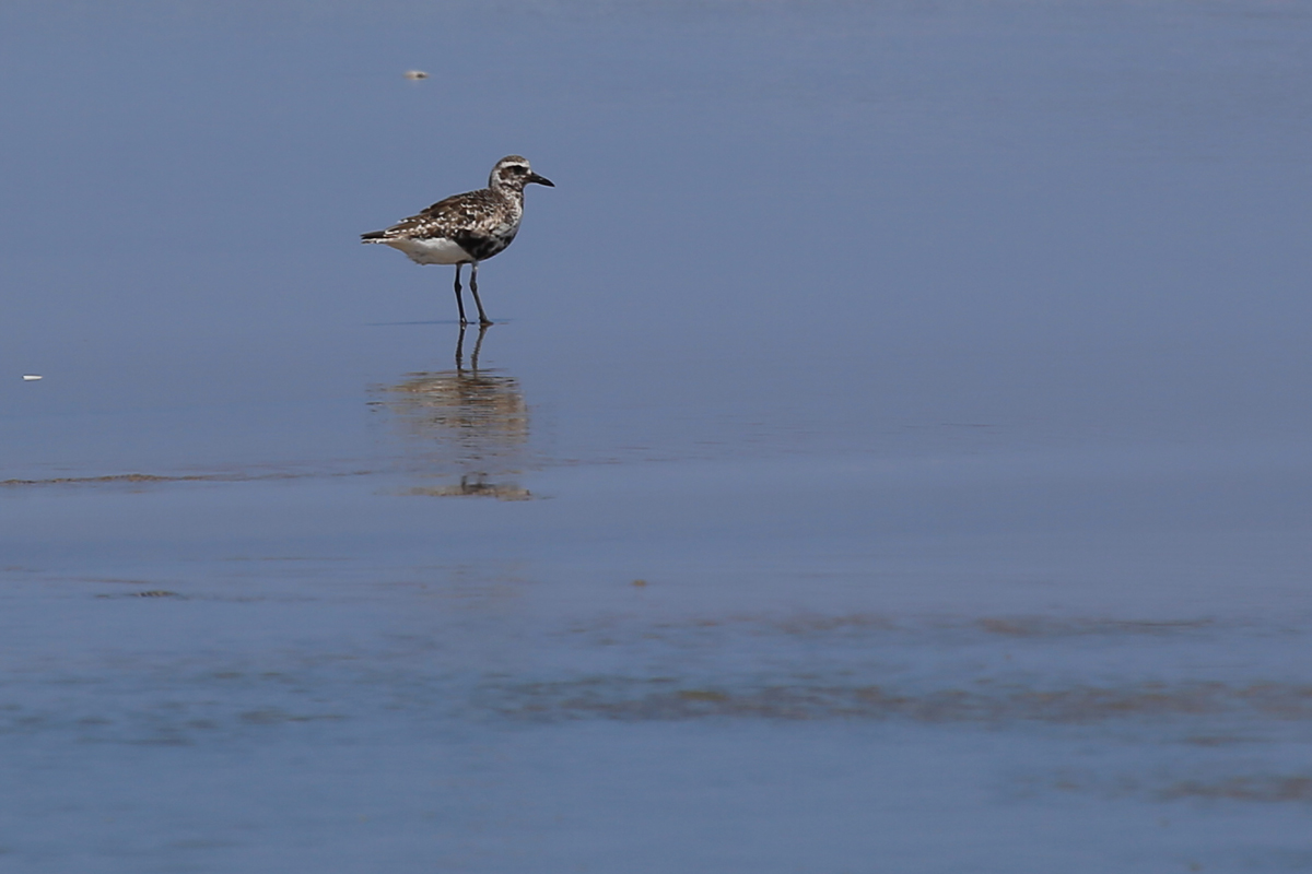 Black-bellied Plover / 19 Aug / Back Bay NWR