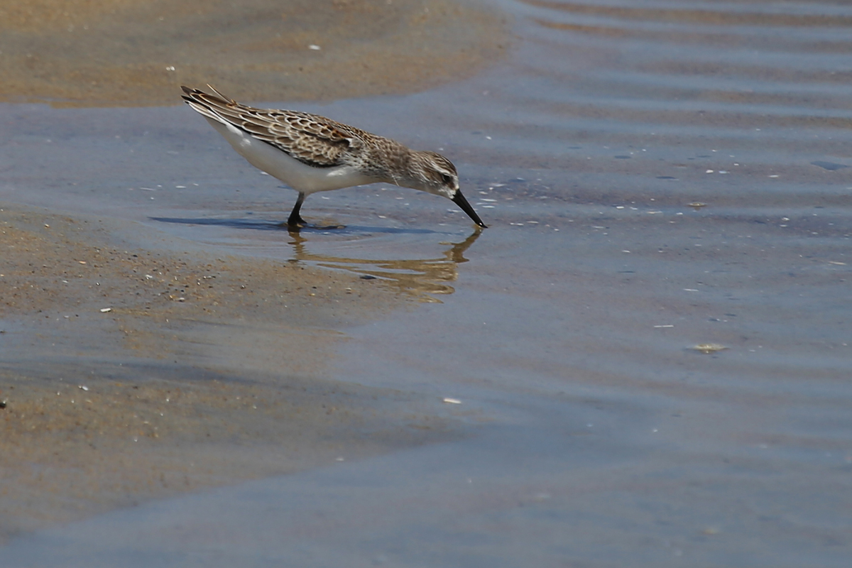 Western Sandpiper / 19 Aug / Back Bay NWR