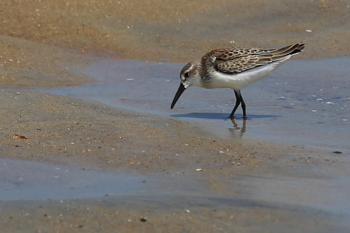 Western Sandpiper / 19 Aug / Back Bay NWR