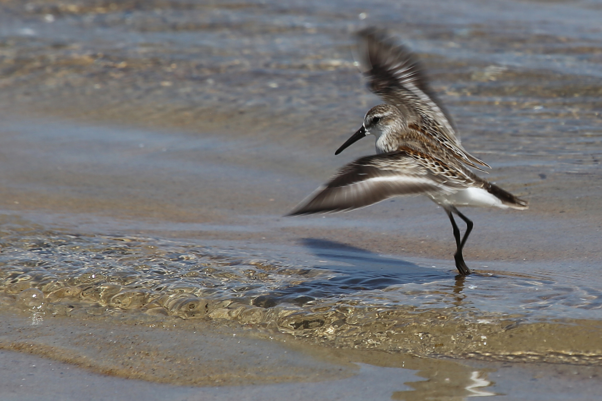 Western Sandpiper / 19 Aug / Back Bay NWR