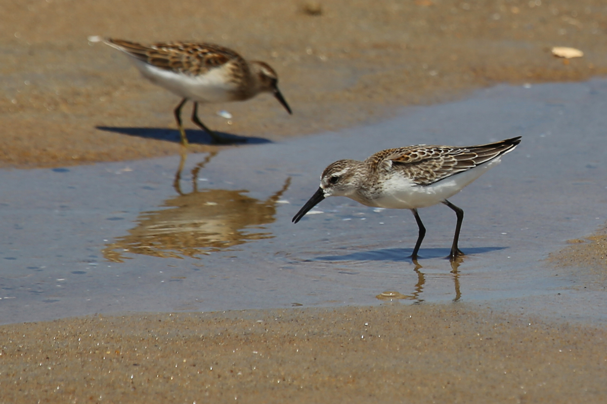 Least & Western Sandpipers / 19 Aug / Back Bay NWR