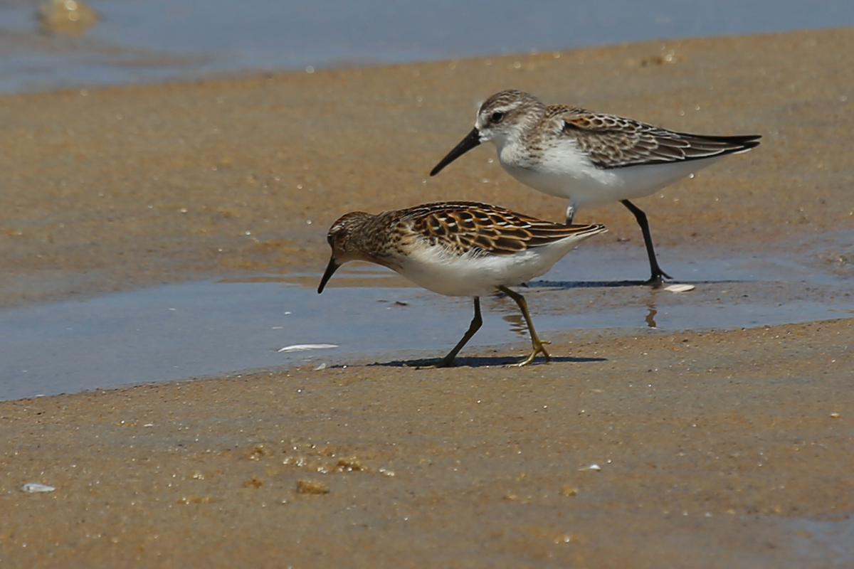 Least & Western Sandpipers / 19 Aug / Back Bay NWR