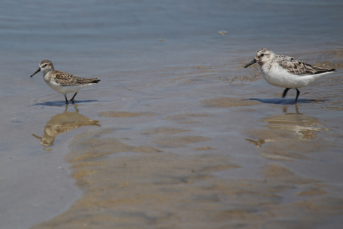 Western Sandpiper & Sanderling / 19 Aug / Back Bay NWR