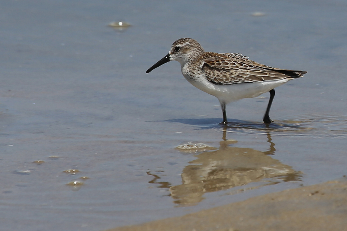 Western Sandpiper / 19 Aug / Back Bay NWR