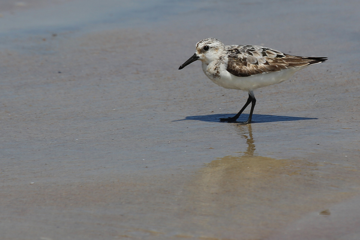 Sanderling / 19 Aug / Back Bay NWR